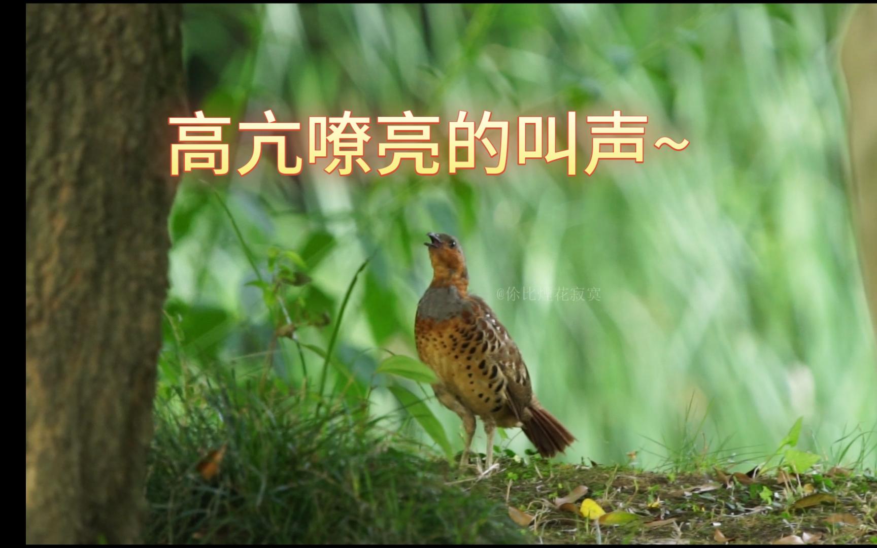 摄影日记-来听听灰胸竹鸡的叫声