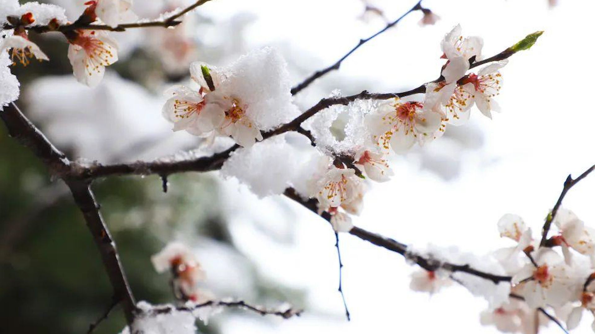 北京4月飞雪秒回“冬季”!遍地银白,积雪压枝更显花朵娇艳哔哩哔哩bilibili