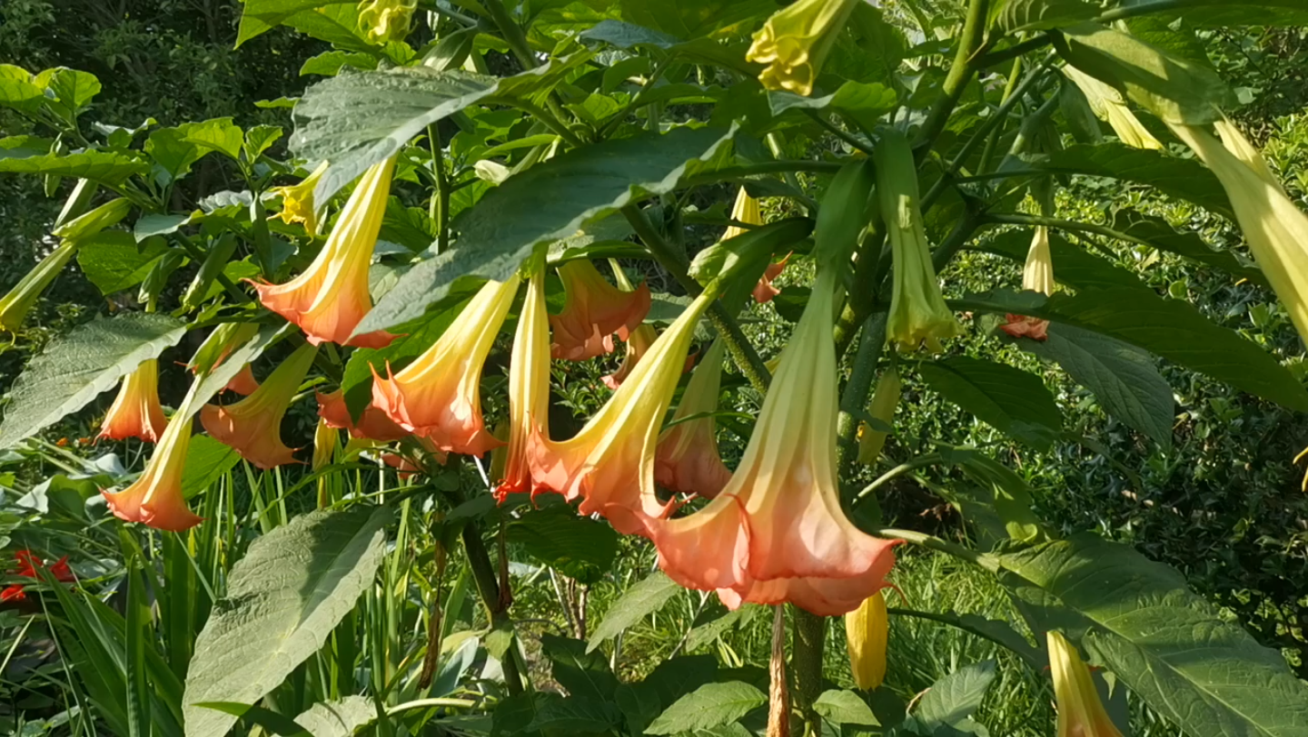 (花境植物介绍)木本曼陀罗,威武霸气,包邮区也能种的开花机器哔哩哔哩bilibili