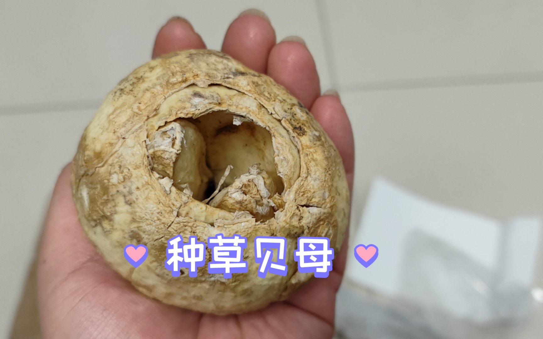 【种草之后】贝母,贝母,还是贝母哔哩哔哩bilibili