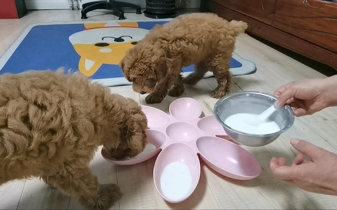 開飯啦,小奶狗吃了鍋裡看碗裡,看著狗媽媽吃的香