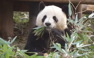 下载视频: 【大熊猫小馨】小馨馨，你吃竹子都能引来无数人观看，可见你魅力不凡！吃播一姐实至名归！