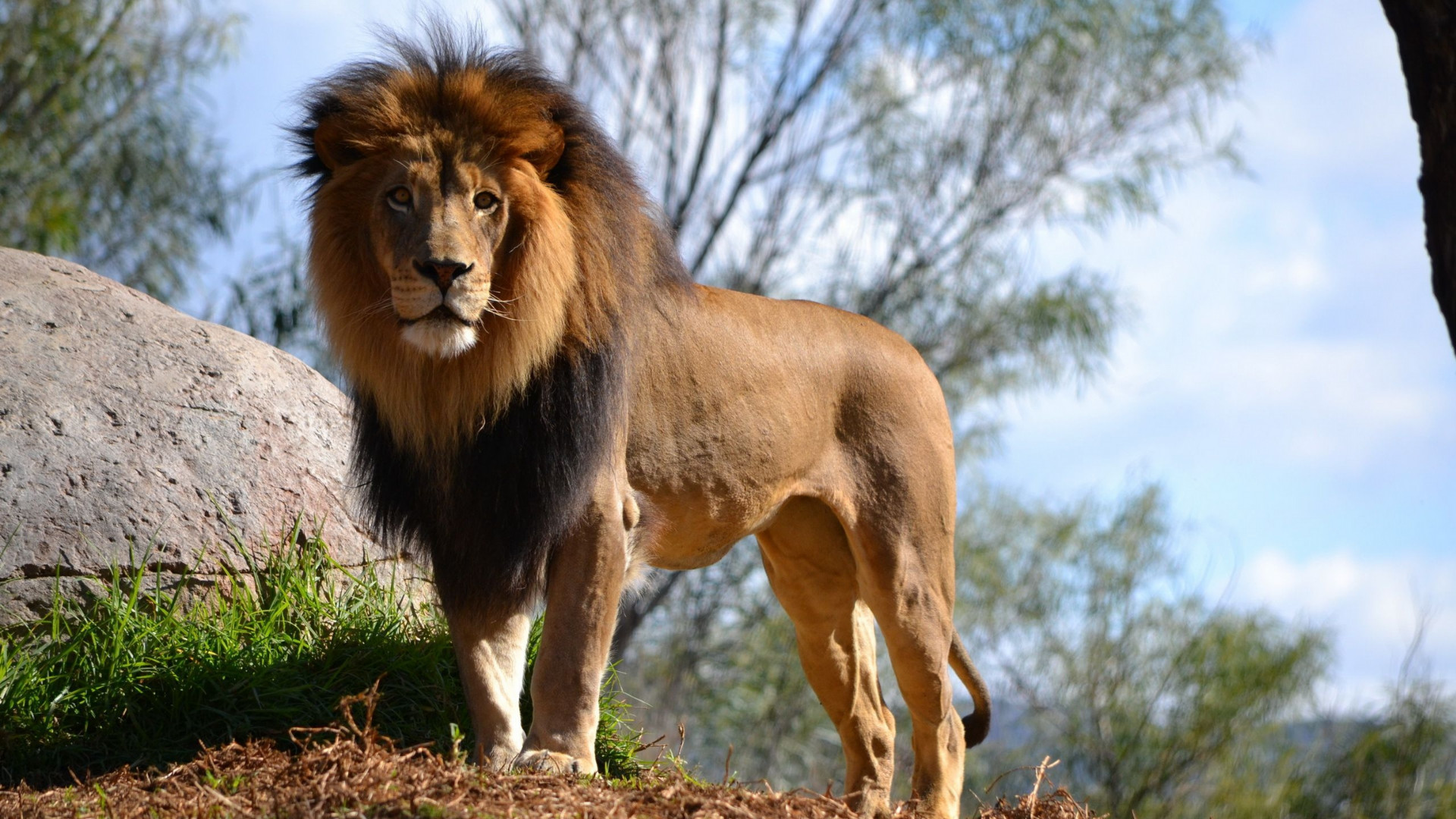 雄狮索罗大帝,外表凶悍风流成性却胆小如鼠,竟没有击败任何狮王