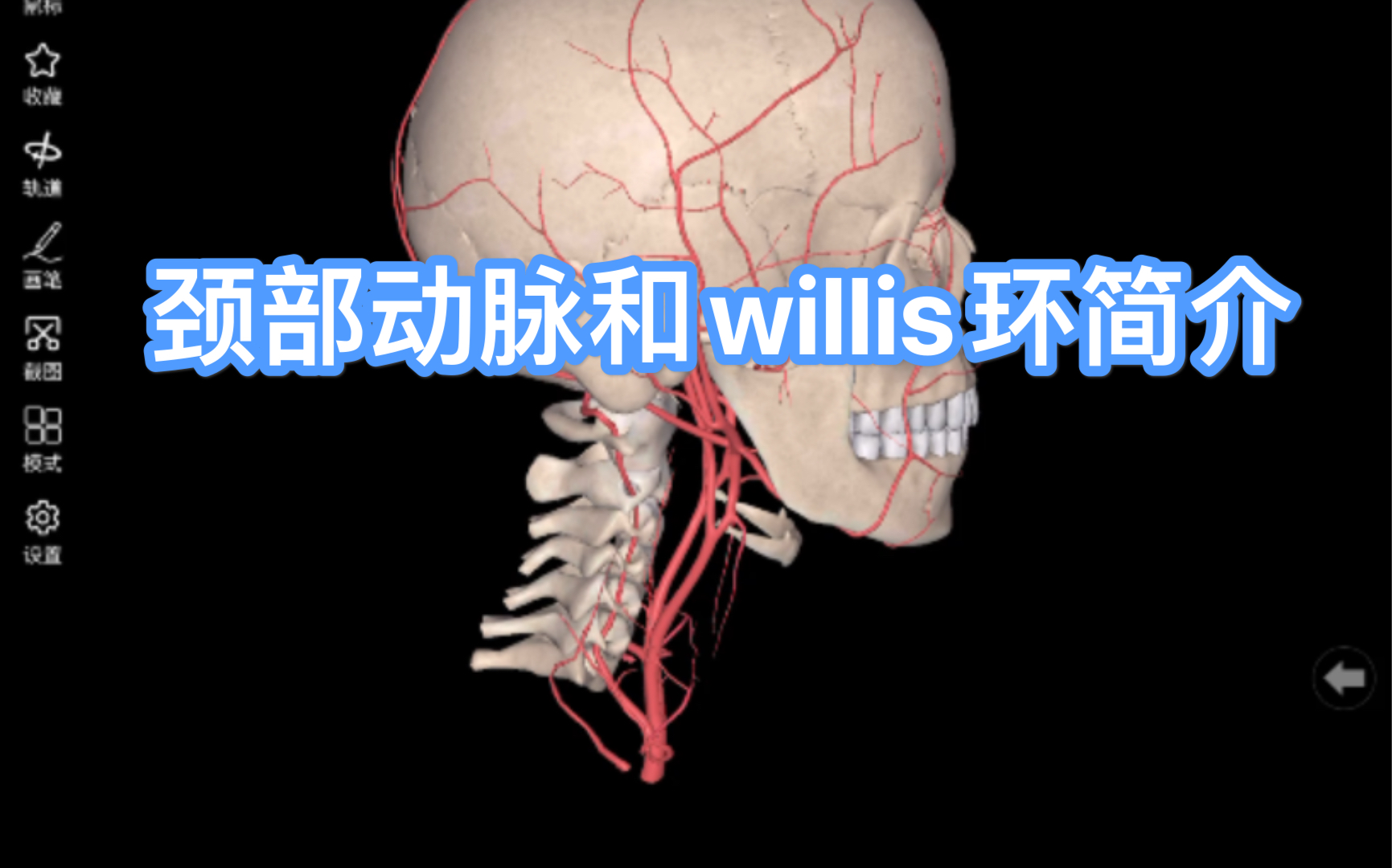 【学习日常】颈动脉和Willis环哔哩哔哩bilibili