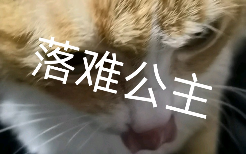 公开虐猫.慎点.哔哩哔哩bilibili