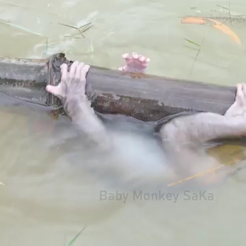 [图]大型真猴秀:荒野求生 神秘水域18