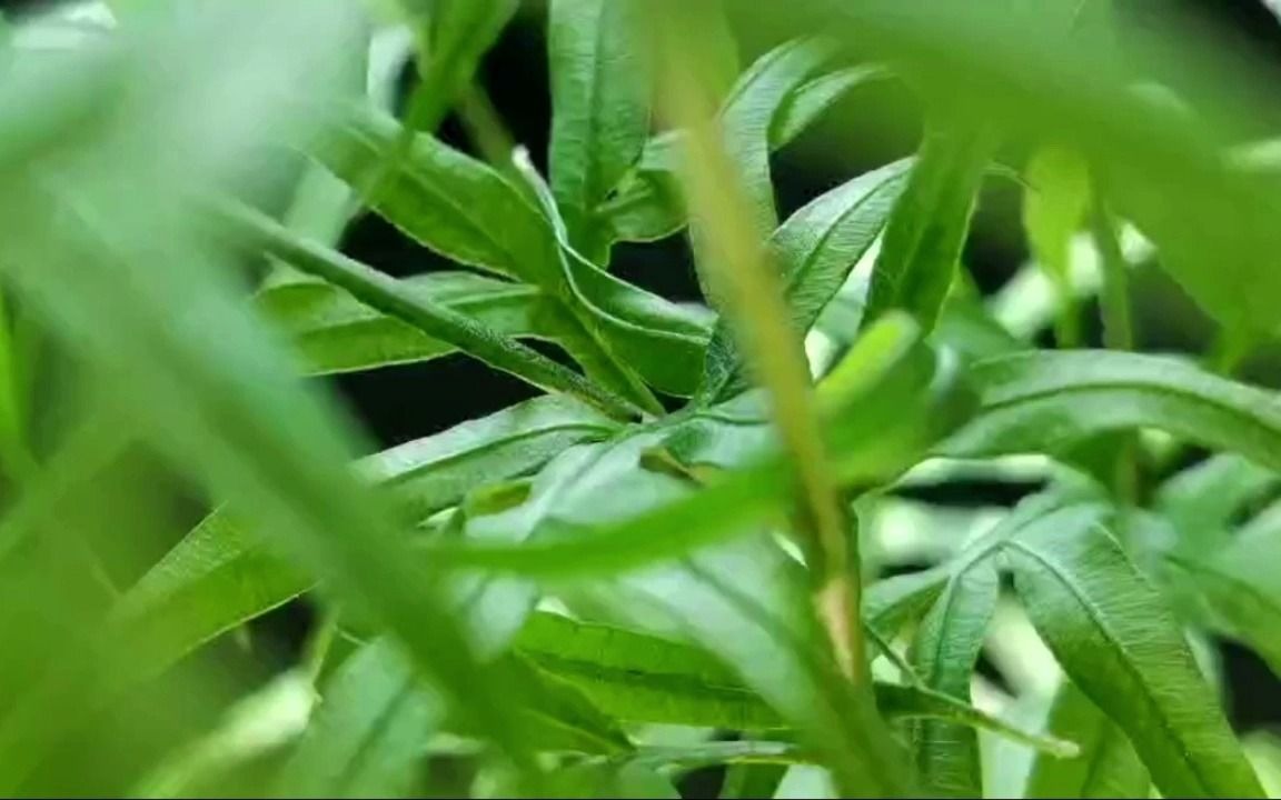 蕨类植物井栏边草哔哩哔哩bilibili