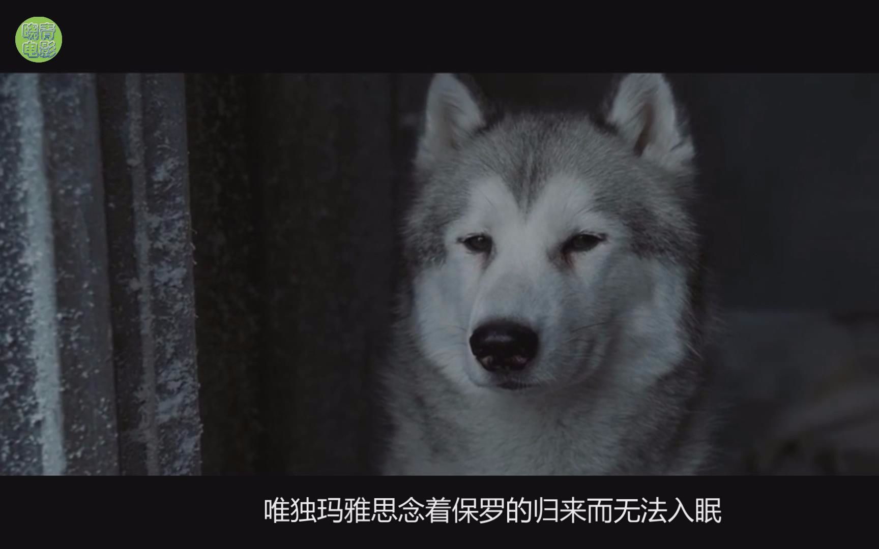 催泪影片「南极大冒险」,狗狗南极生活175天,只为等待主人归来_哔哩