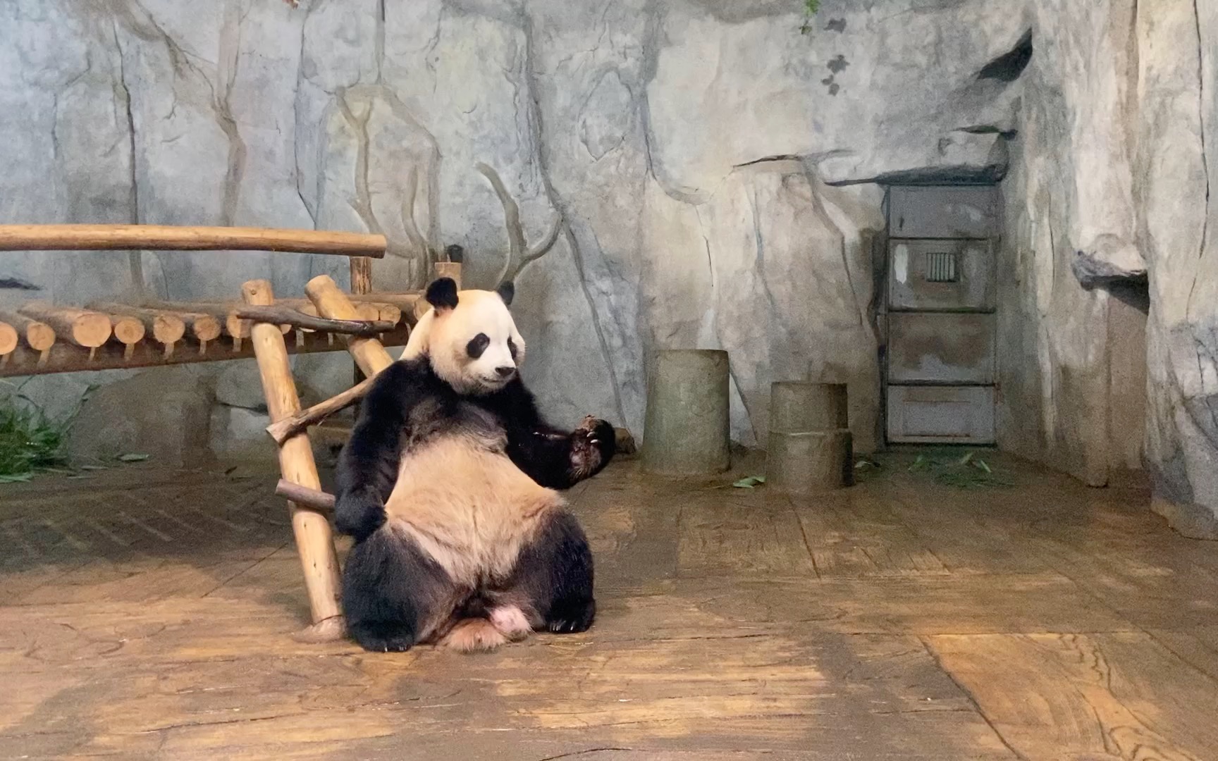 【大熊猫园舟】园舟吃窝头,回味无穷.