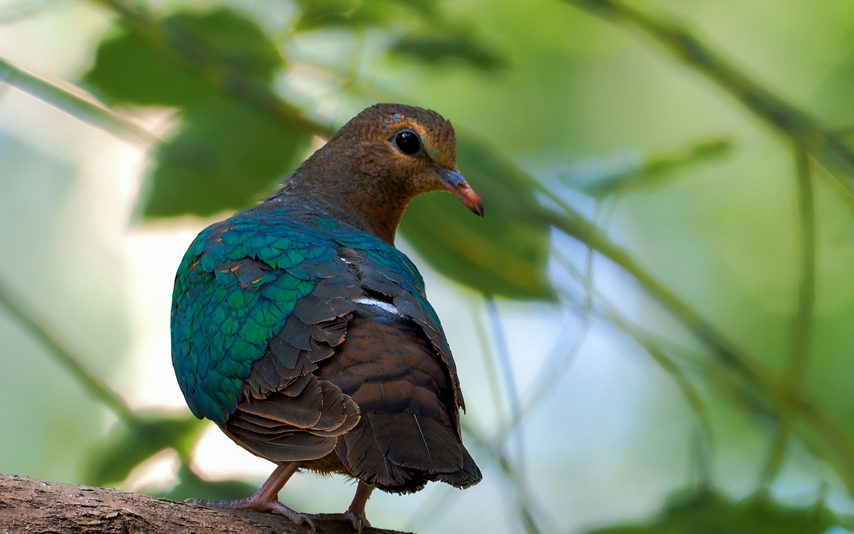 超漂亮的绿翅金鸠