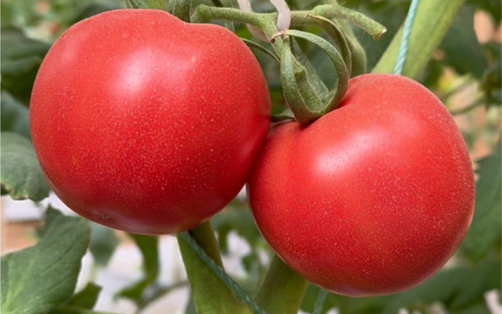 妈呀这西红柿也太好吃了!