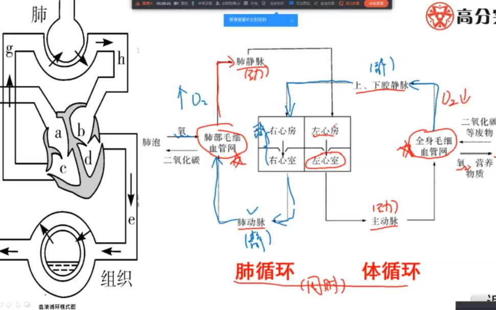 [图]【中考生物】专题：血液循环四大类型题总结2