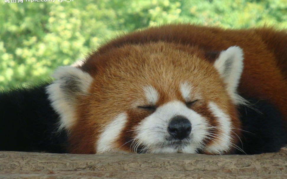 lesser panda. eating.