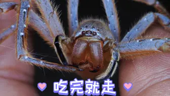 家里来蜘蛛怎么办?没事，它吃完就走（密毛巨蟹蛛）