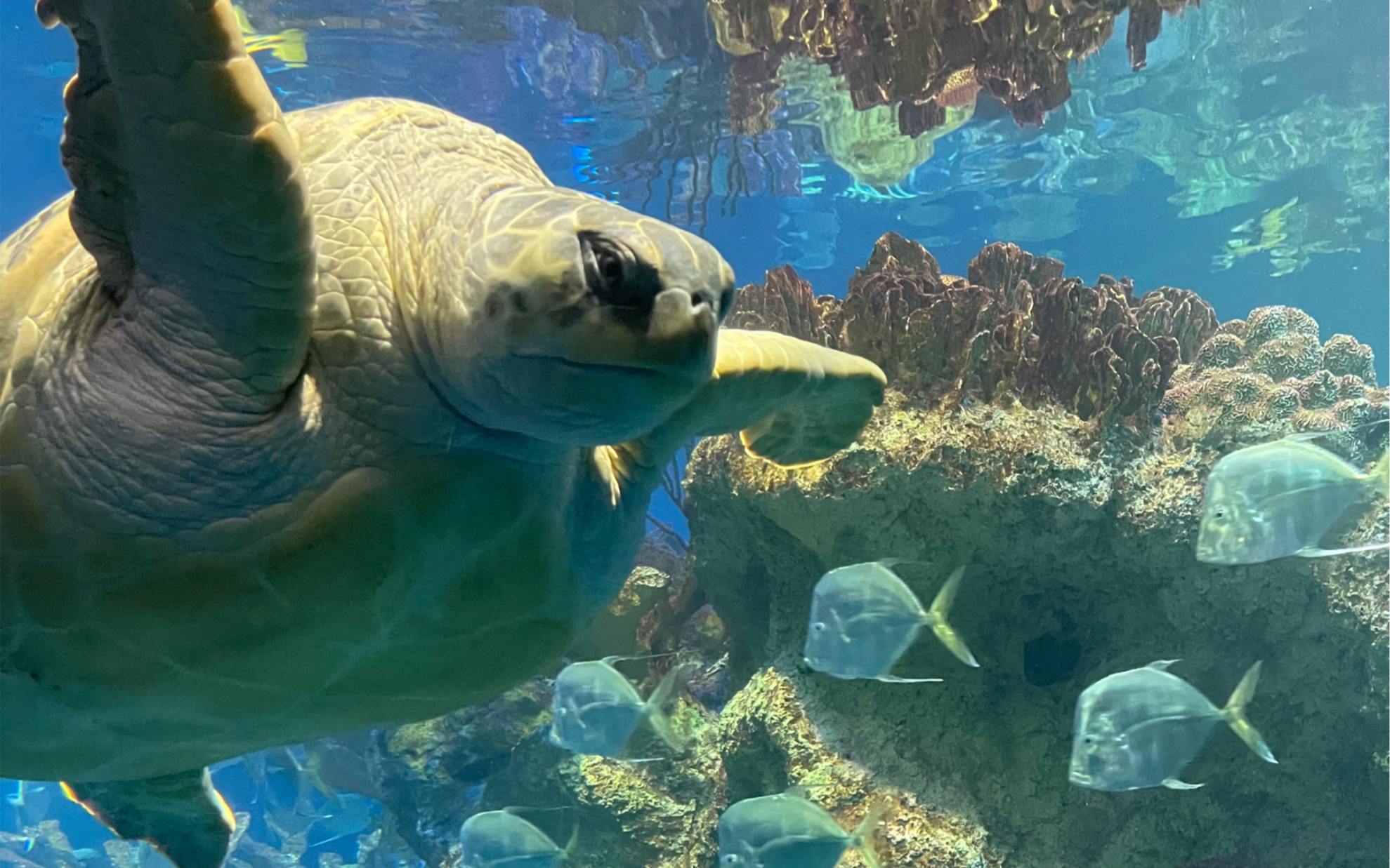 波士顿新英格兰水族馆