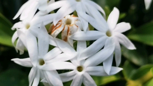 识花认草——青竹藤(厚叶素馨)_哔哩哔哩_bilibili