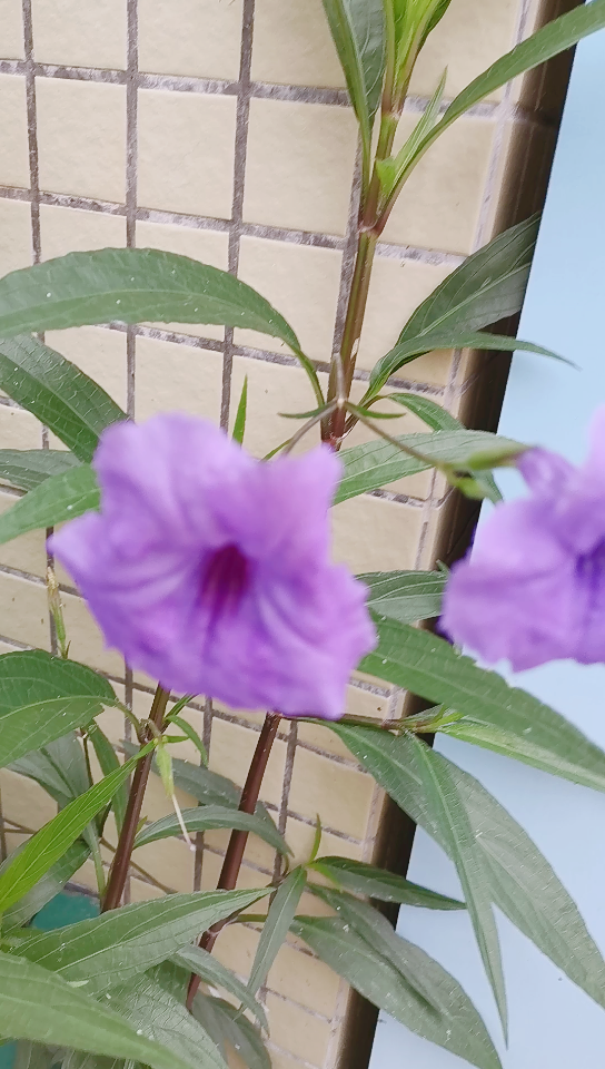 【记录】夏61光叶蝴蝶草