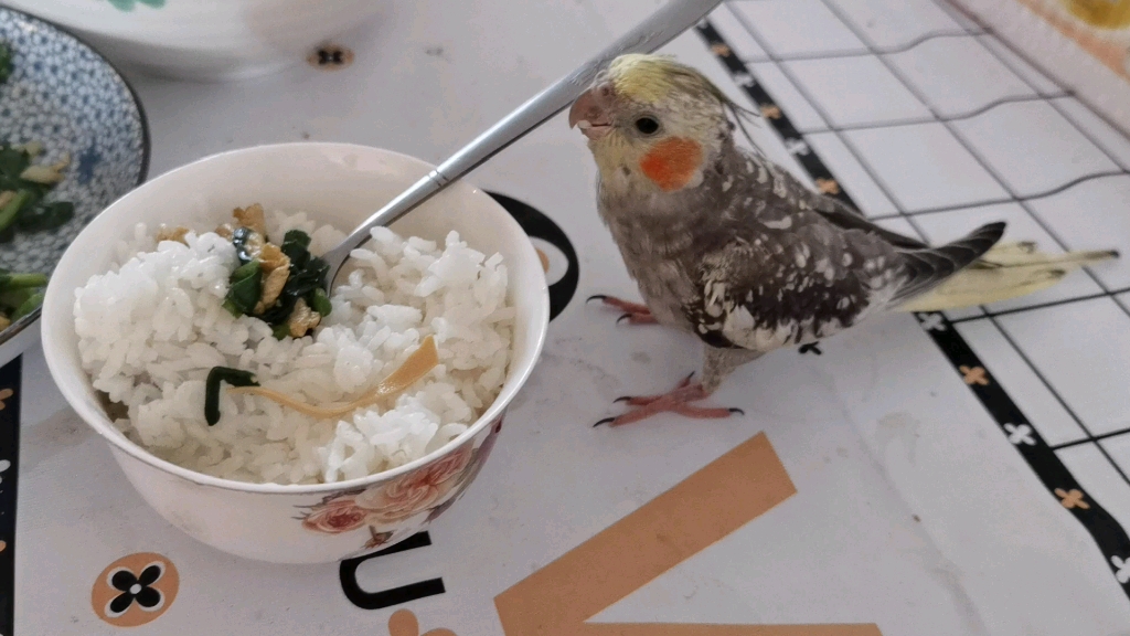 所以鹦鹉能吃大米饭吗?