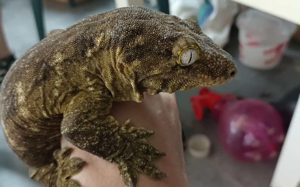 世界最大壁虎巨人守宫