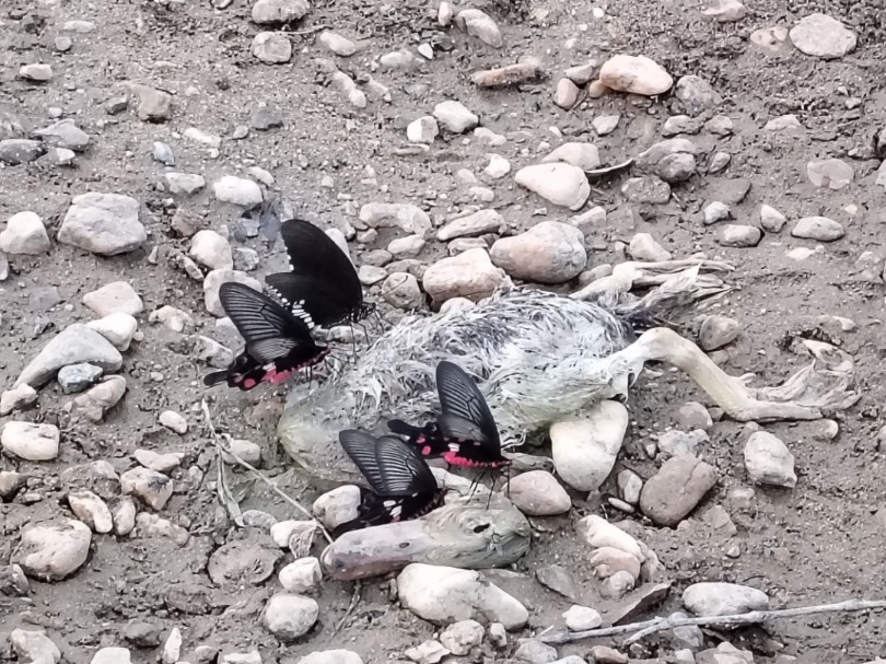 第一次知道蝴蝶也会食腐