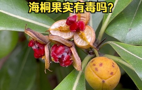 海桐花到底是香还是臭?海桐果实有毒吗?哔哩哔哩bilibili