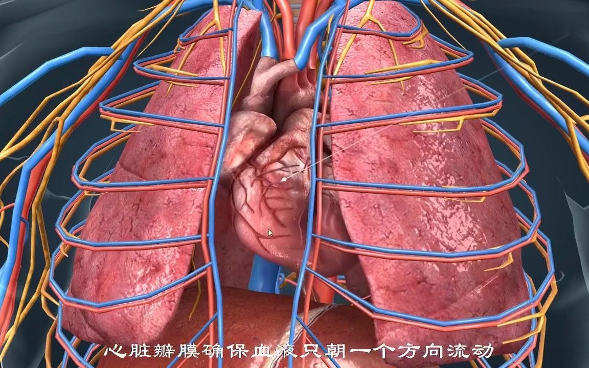 3d医学动画:人体的心血管系统哔哩哔哩bilibili