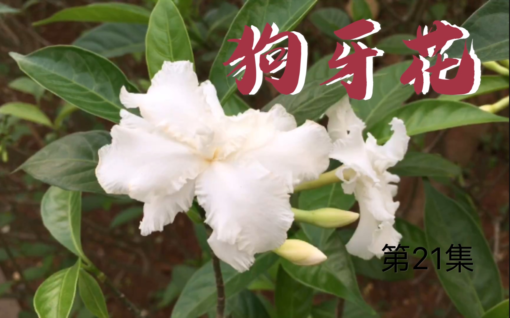 狗牙花,长的和栀子花很像,你能区分的出来吗?哔哩哔哩bilibili