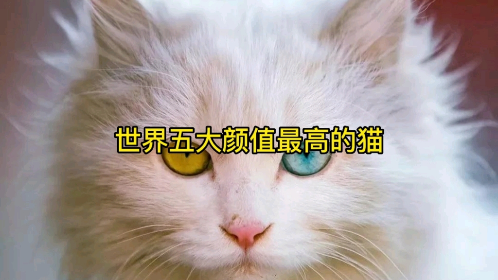 世界五大颜值最高的猫,惊艳你的眼球哔哩哔哩bilibili