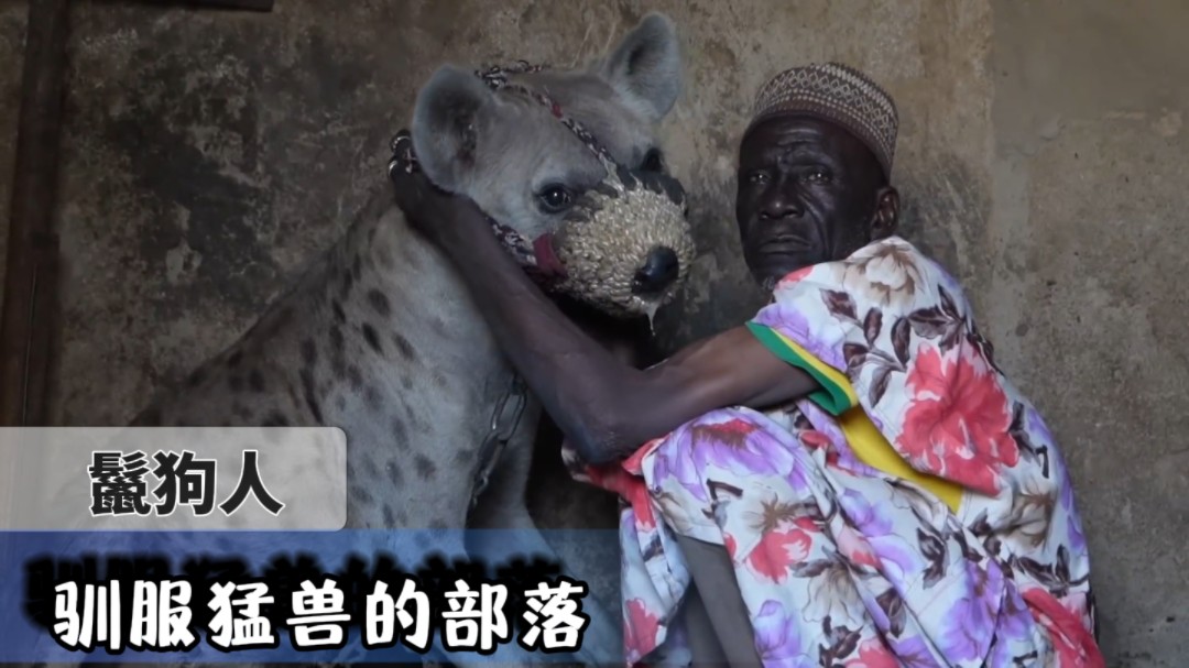鬣狗人:尼日利亚的神秘部落,与致命生物和谐共生