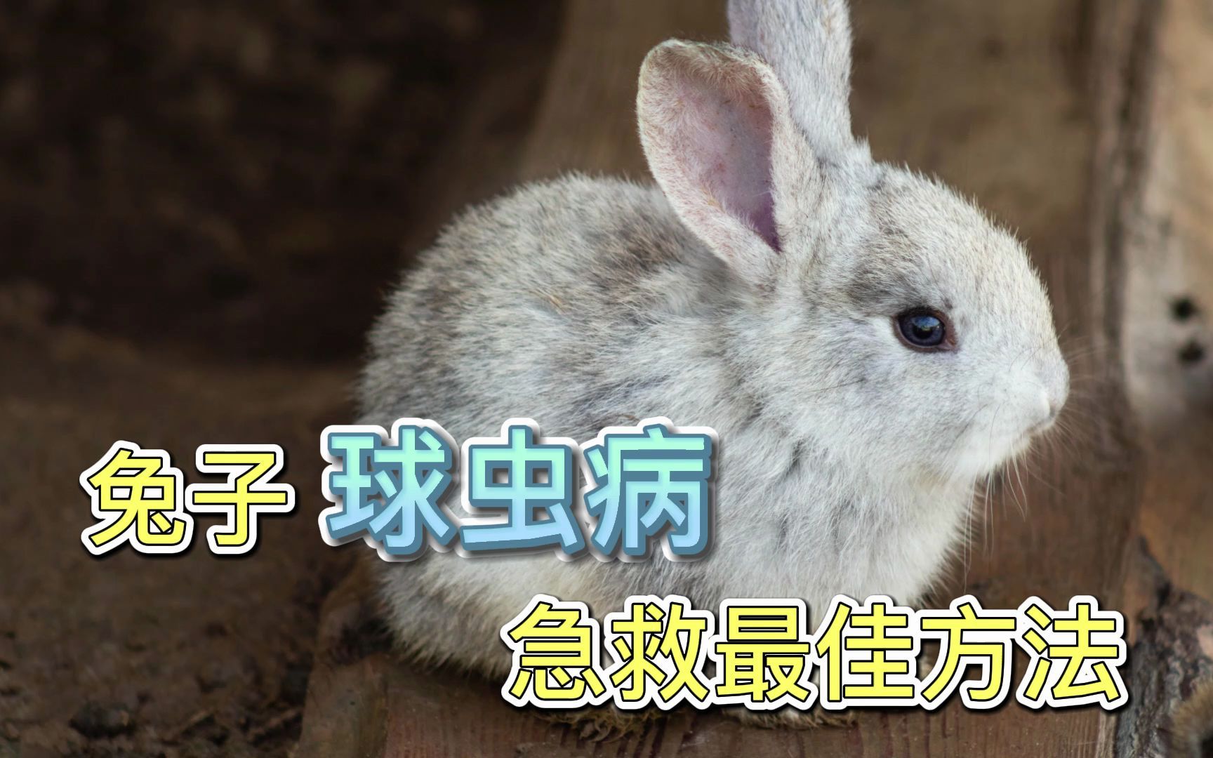 兔子球虫病急救最佳方法