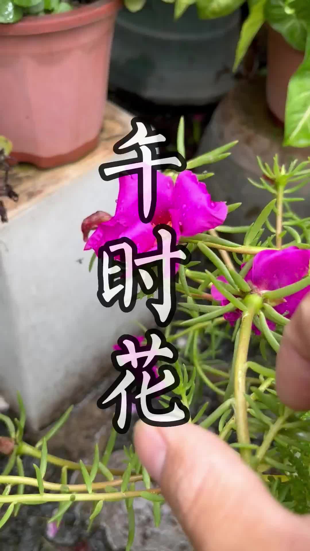 这种青草叫做午时花(二)#青草#潮汕#三农#助农哔哩哔哩bilibili