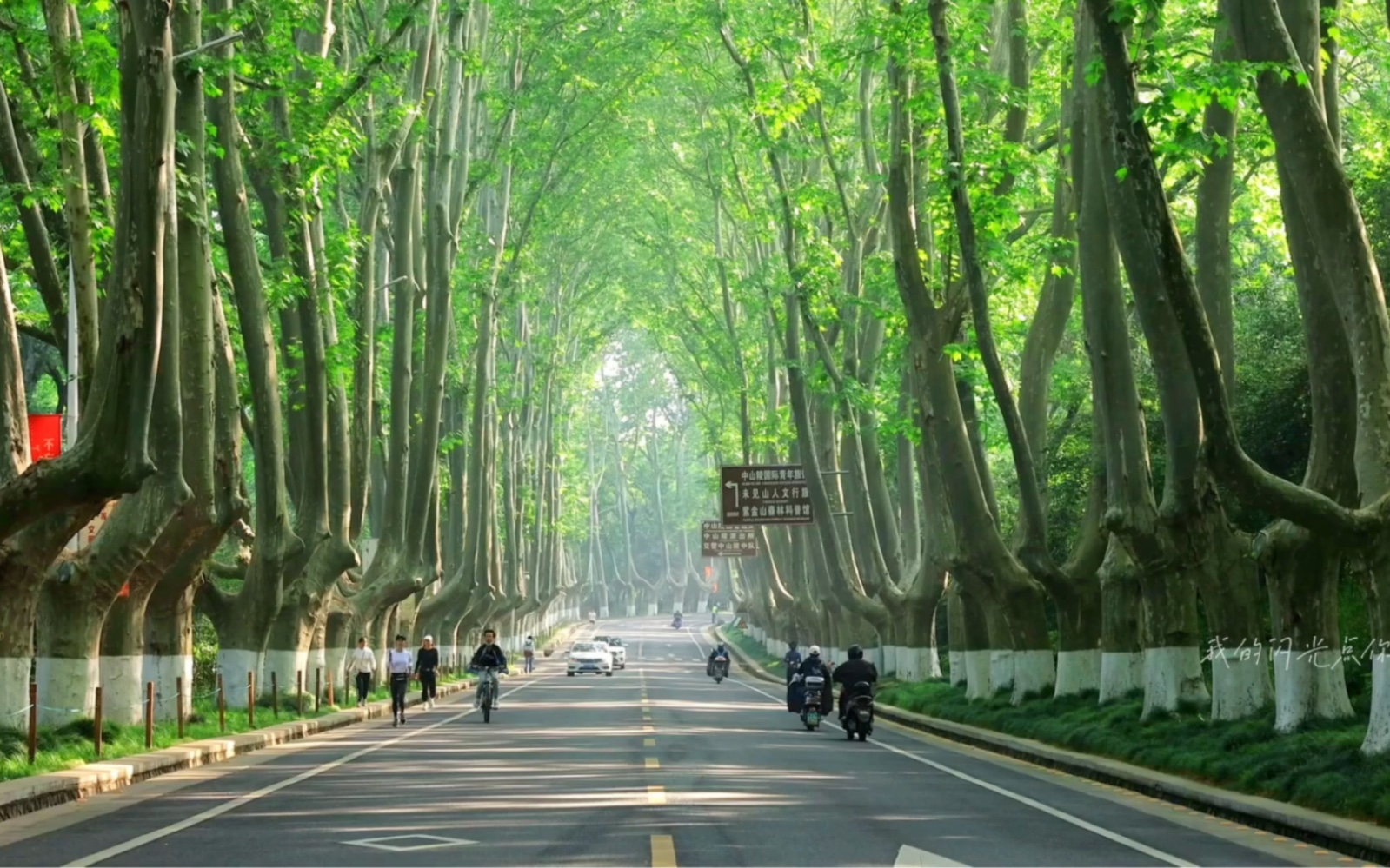 南京梧桐树图片街景图片