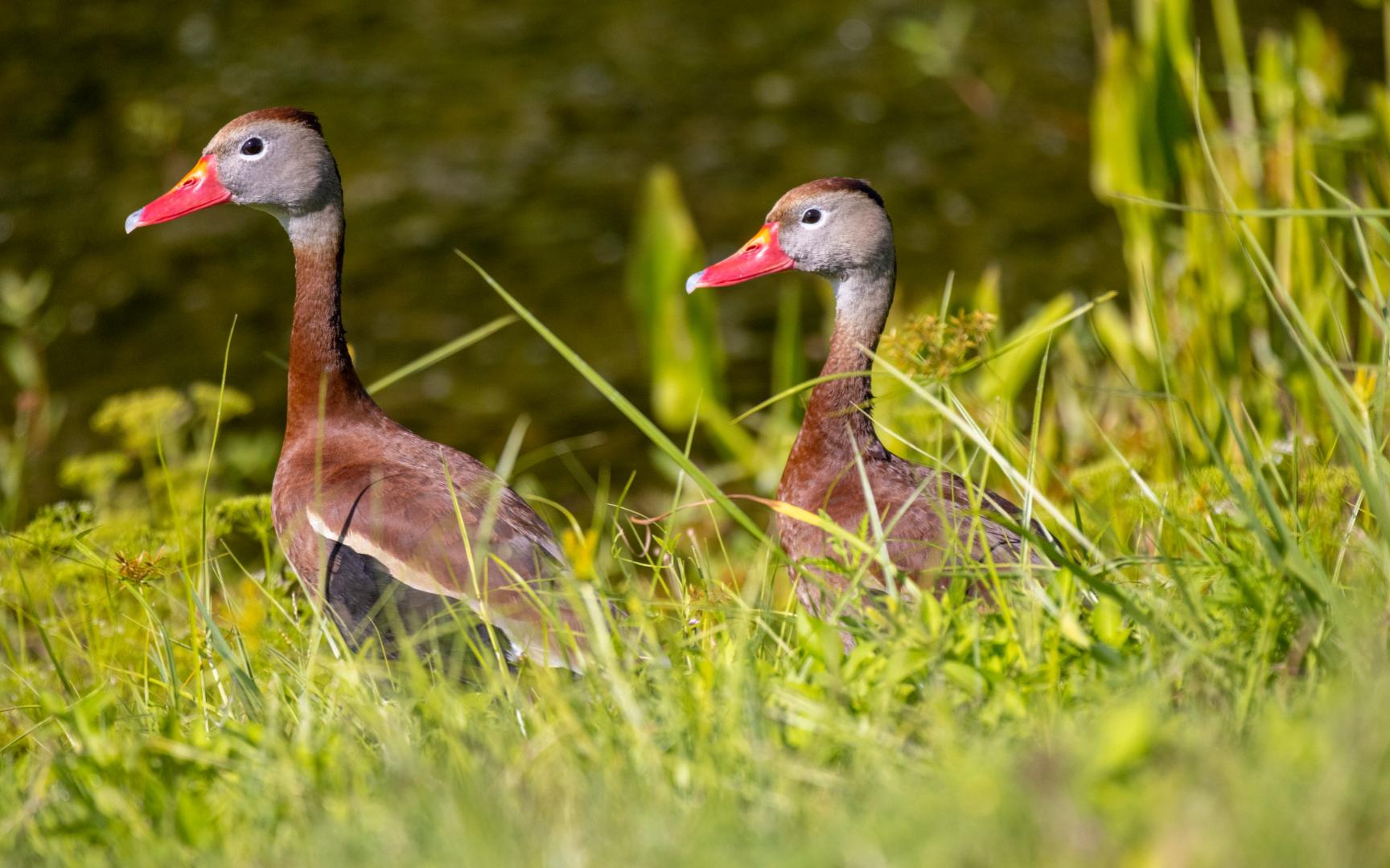 在野花间吹口哨 | 两只黑肚皮的鸣鸭走过佛罗里达州肯尼迪航天中心的