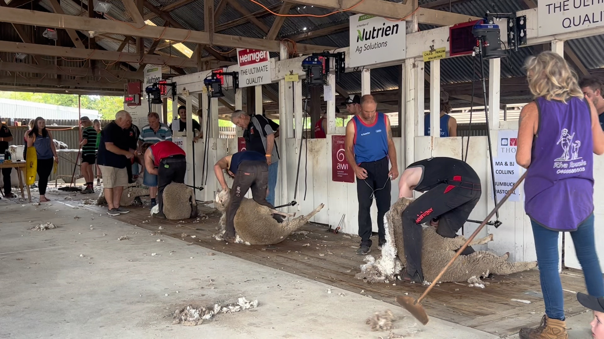 剪羊毛比赛(南澳大利亚)