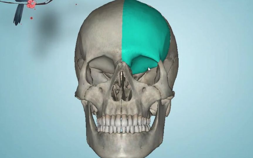 [图]3D解剖视频