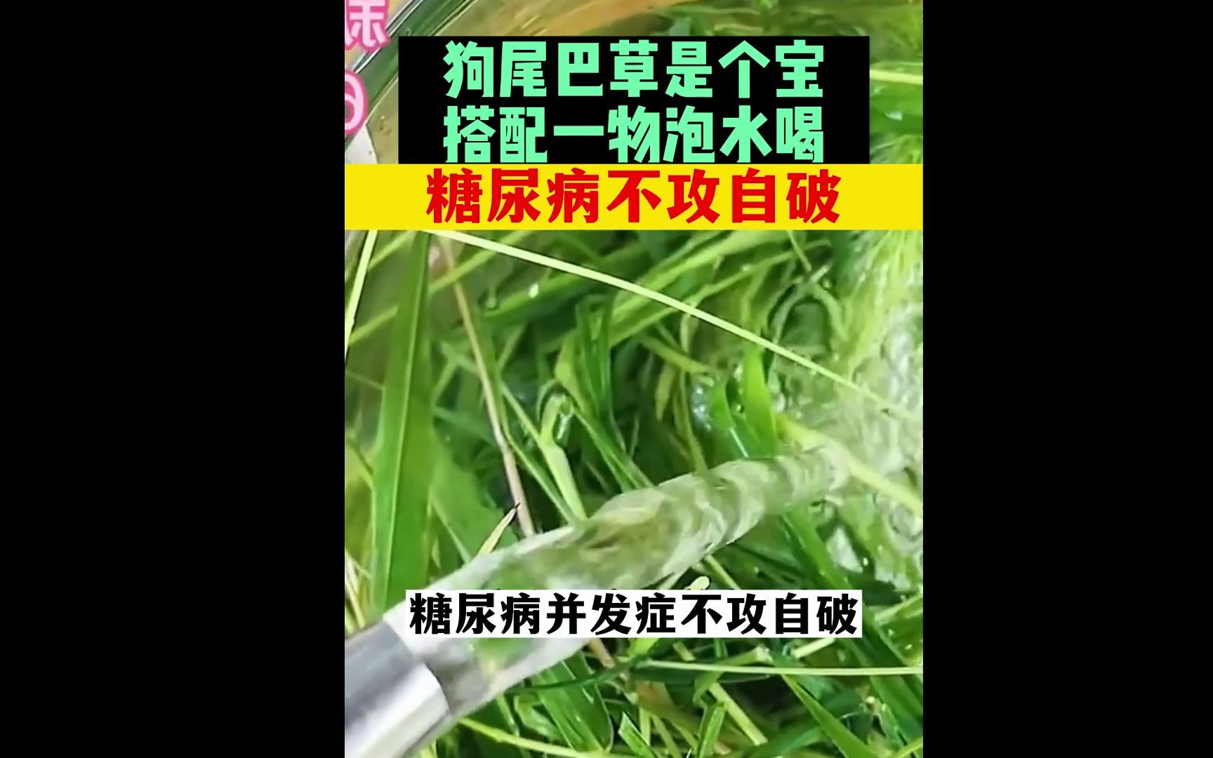 狗尾巴草是个宝,搭配一物泡水喝,糖尿病不攻自破.哔哩哔哩bilibili