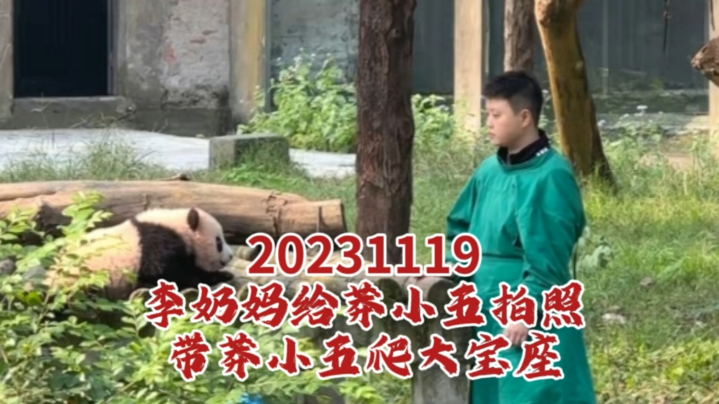 20231119李奶妈给莽小五拍照,莽小五居然还摆拍照姿势,他知道自己可爱帅气是吗?奶妈还带他爬妈妈的大宝座!今天的素材有点多,慢慢剪吧 视频感谢...