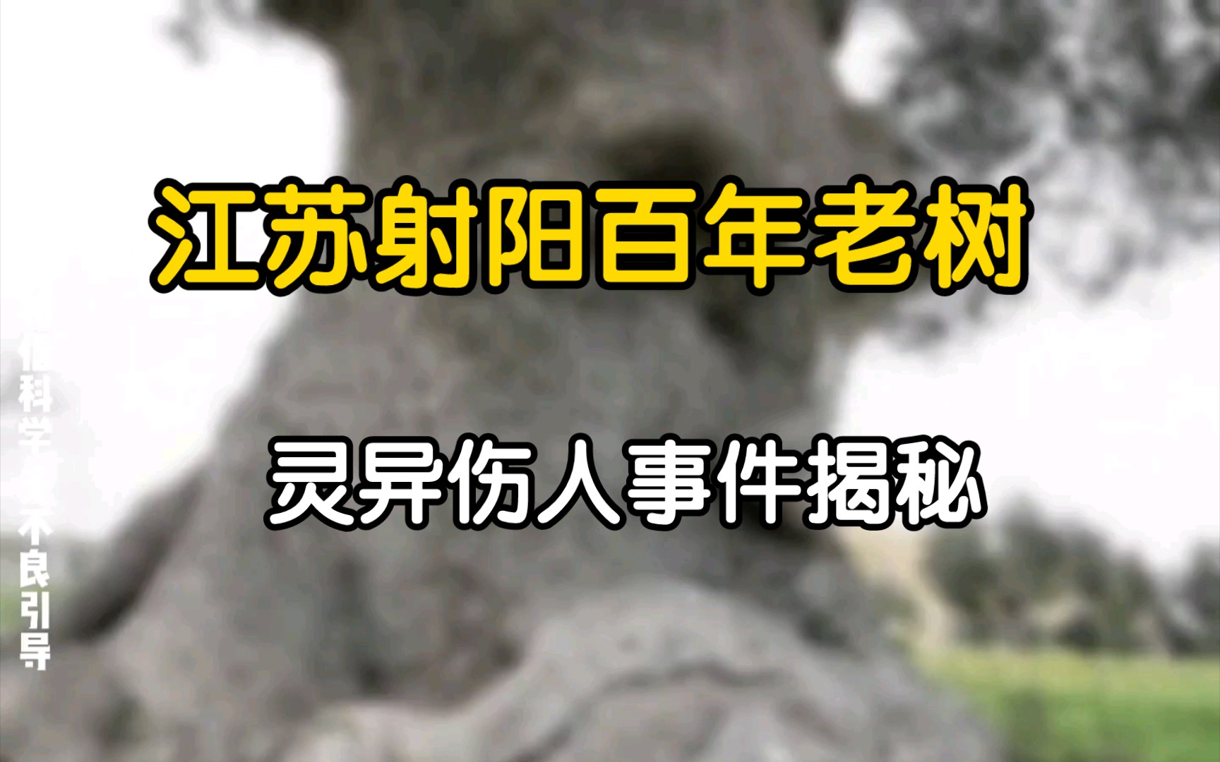 探究射阳兴桥皂角树伤人事件:自然灵异还是人为阴谋?哔哩哔哩bilibili