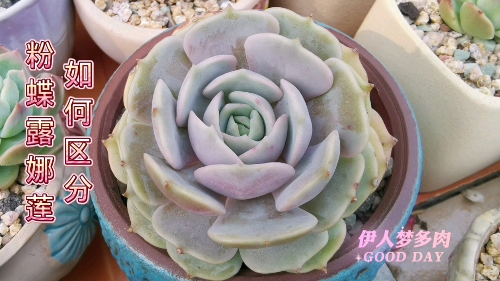 多肉中的双胞胎姐妹粉蝶和露娜莲如何区分