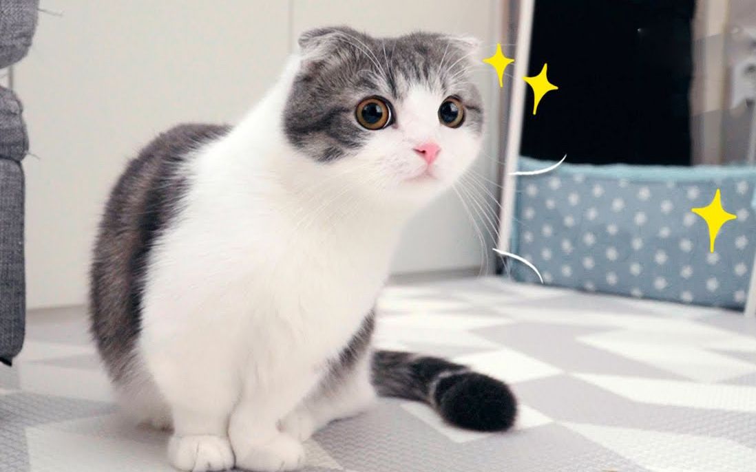 磕了药似的歪头歪脑,一整天都很兴奋的小猫咪(>^ω^ )_哔哩哔哩_bili