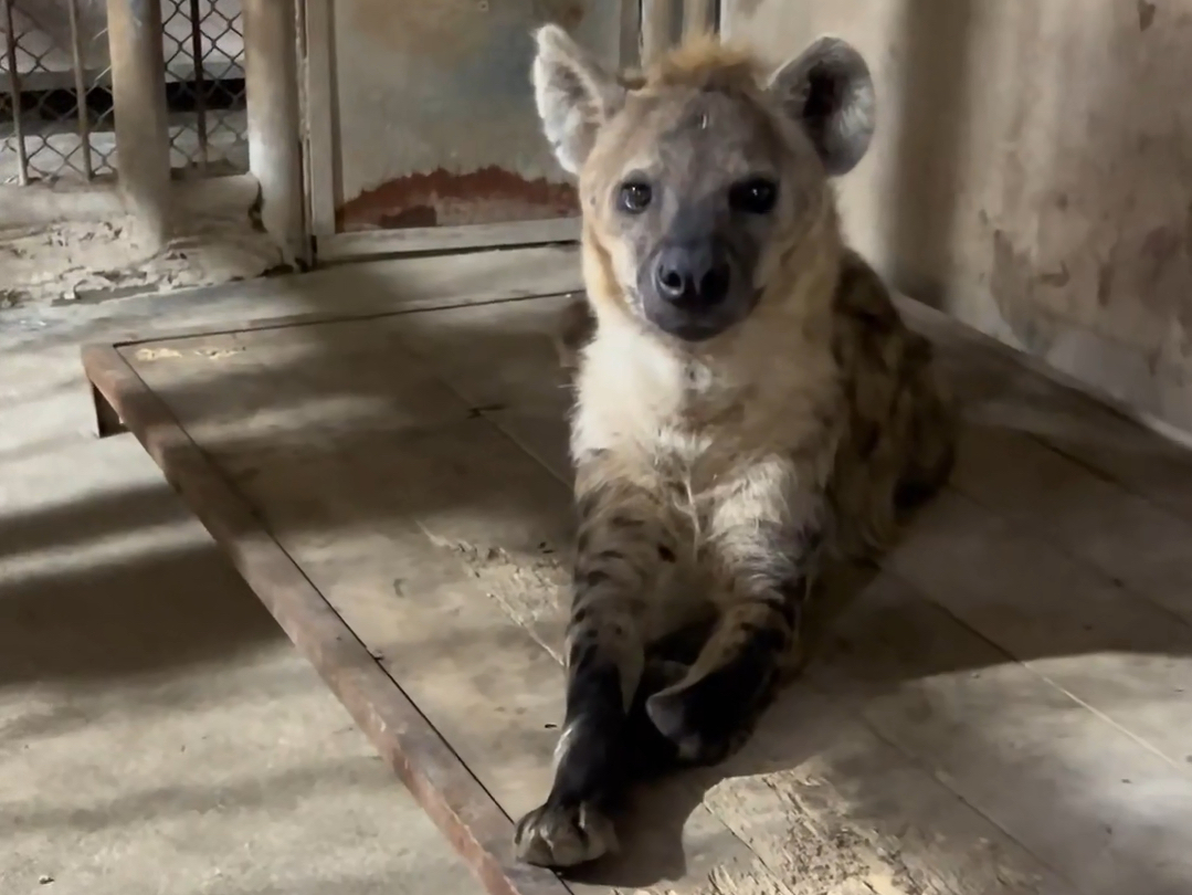 非洲狗子小钻风,卖家说不要屁股对着它