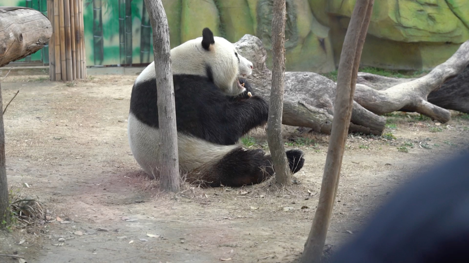 大熊猫伟伟侧颜奶嘟嘟