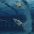 【菲尔普斯蝶泳水下拍摄】Michael Phelps - Butterfly 1-3 (Underwater Camer