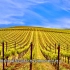 美丽迷人的纳帕谷葡萄园是什么样子的！Understanding Napa Valley Vineyards！