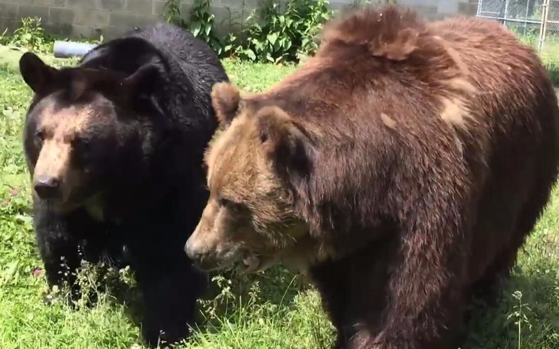 黑熊和棕熊相处的非常好,享受着早晨的阳光