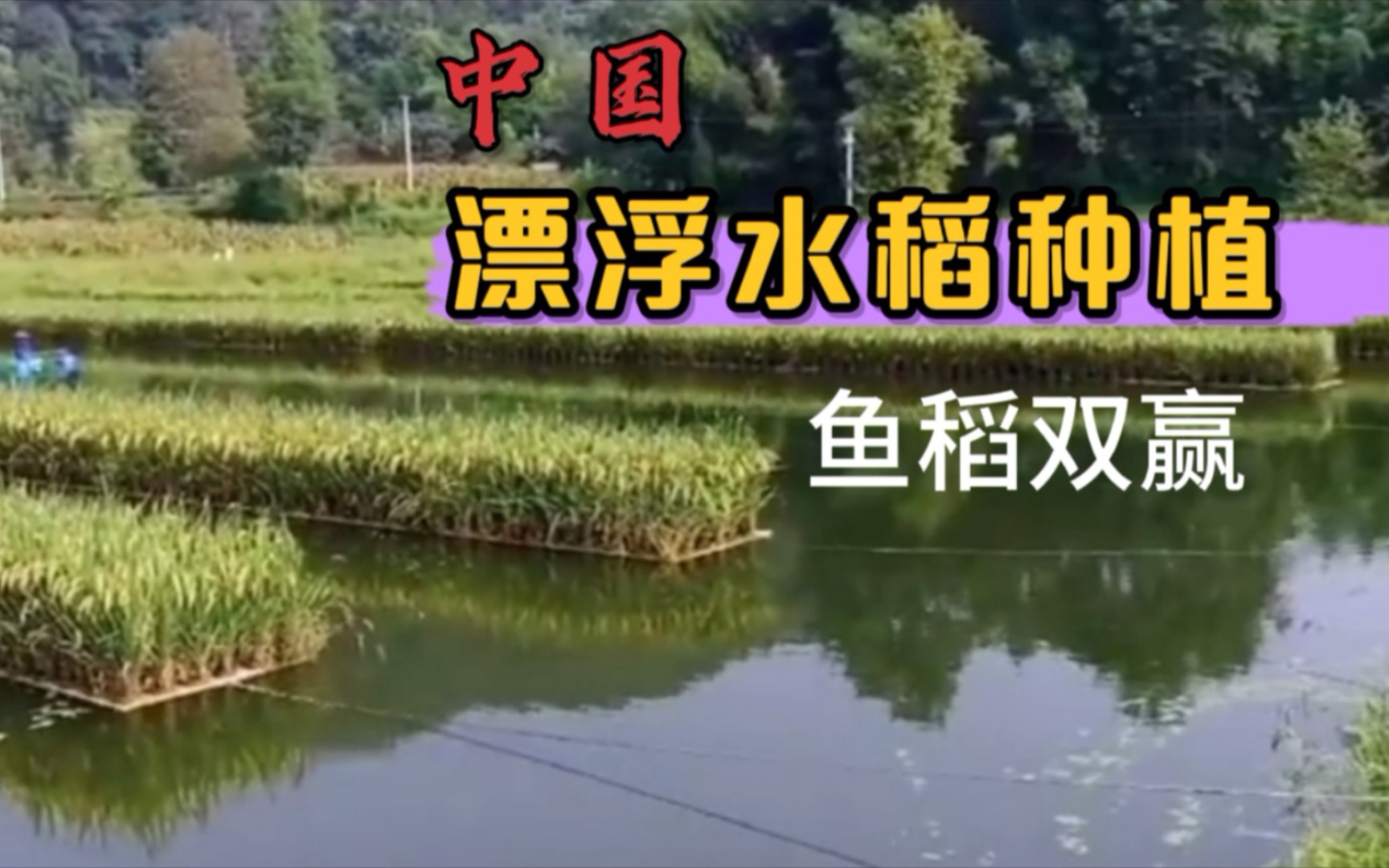 中国 漂 浮 水稻种植,鱼稻共生双赢.