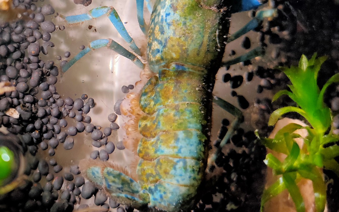 活动作品你见过可爱的虾宝宝吗