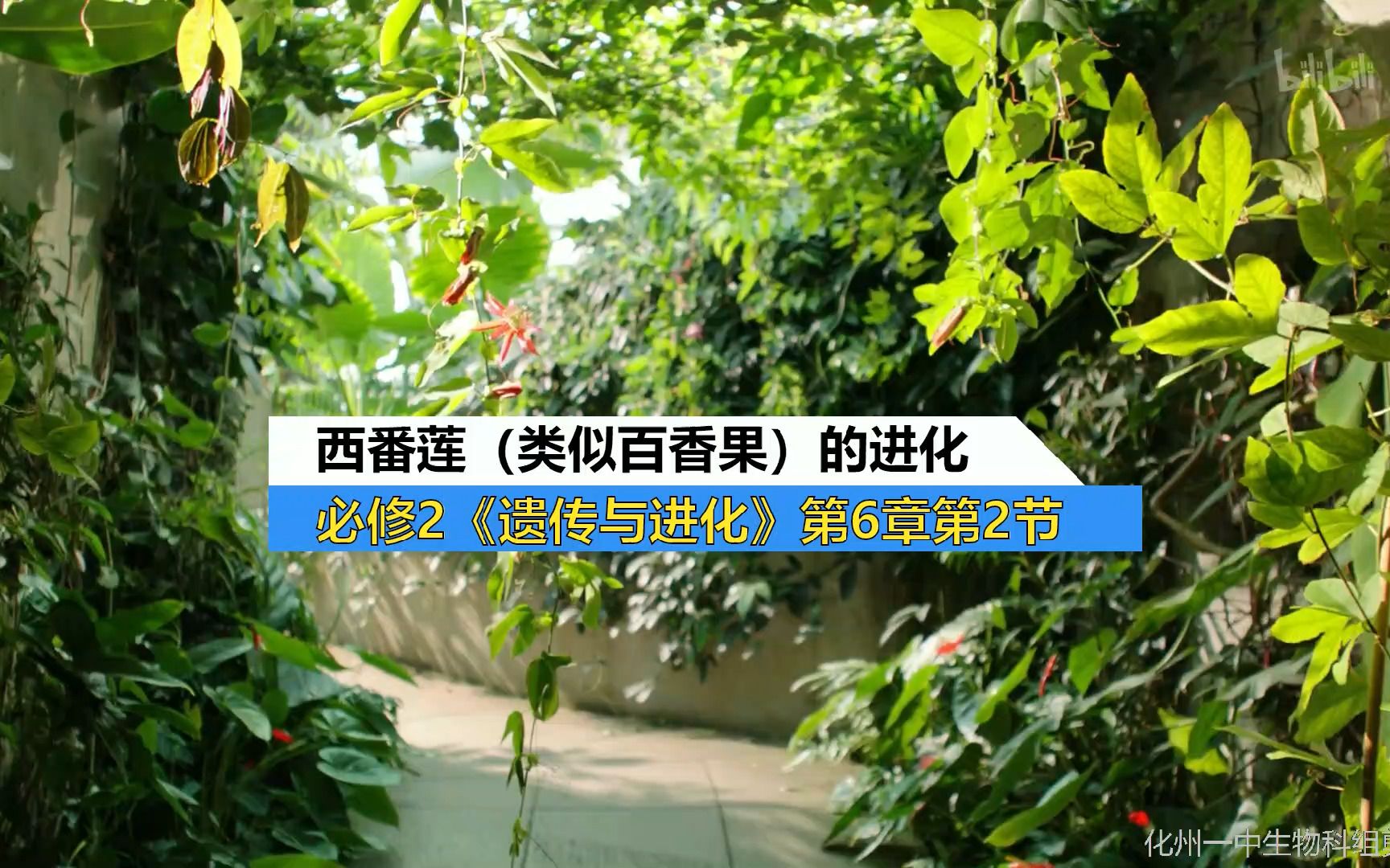 高中生物教学素材:西番莲的进化与适应(《遗传与进化》第6章第2节)哔哩哔哩bilibili