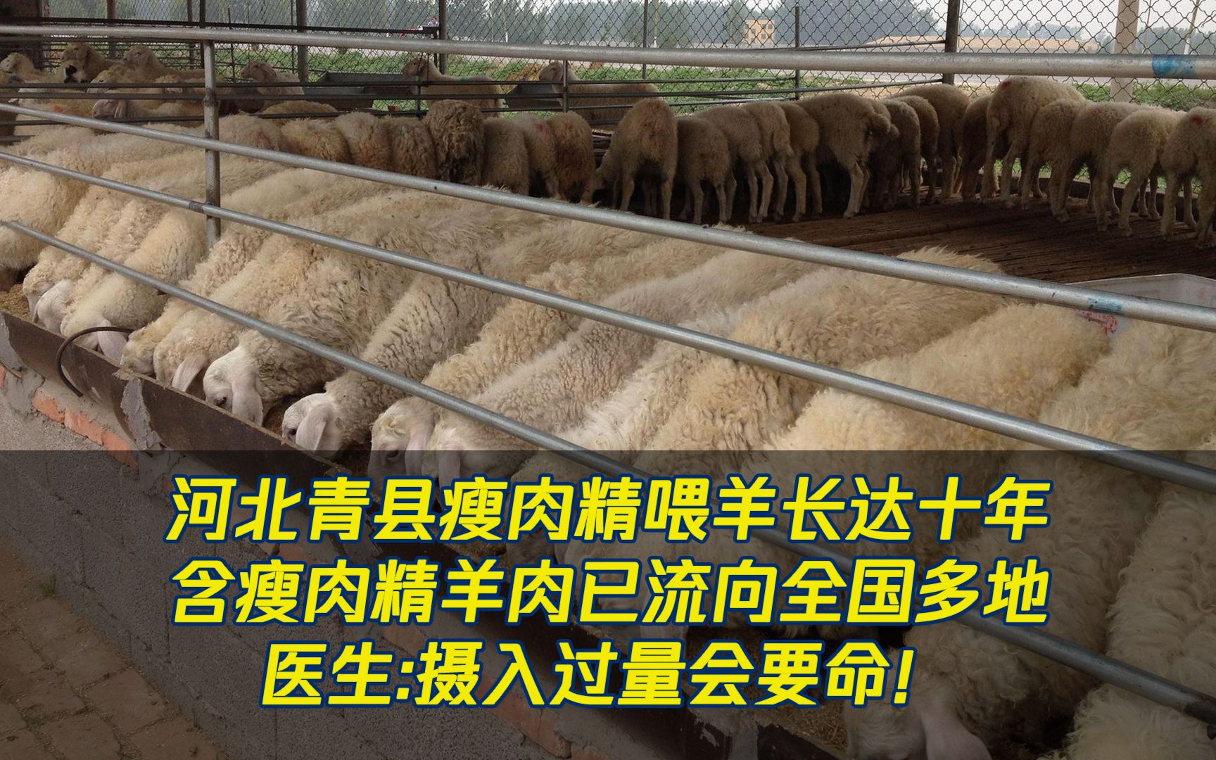 河北青县瘦肉精喂羊长达十年含瘦肉精羊肉已流向全国多地医生摄入过量