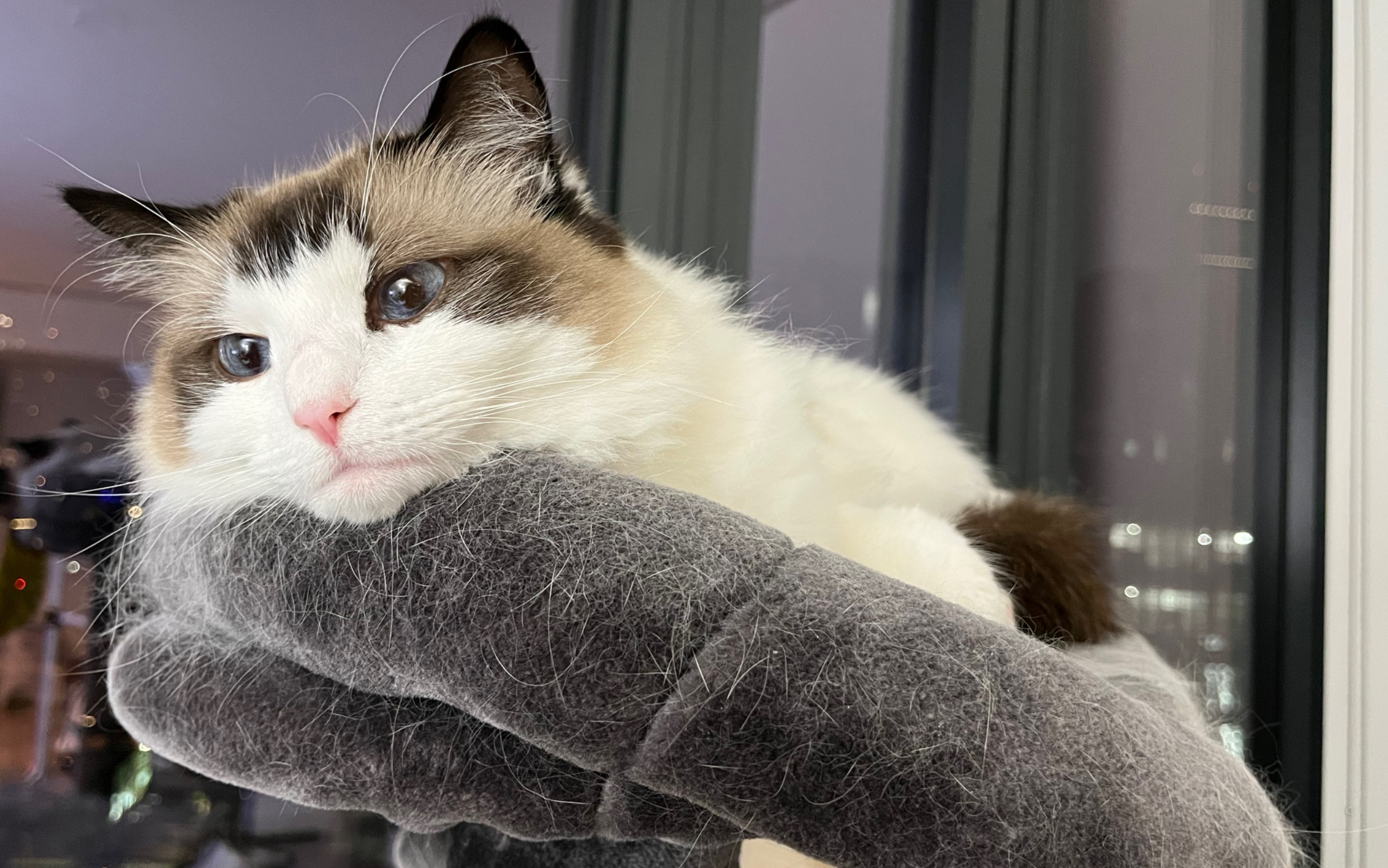 【布偶猫】渣女楷模